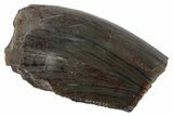 Partial, Megalosaurid (Marshosaurus) Tooth - Colorado #261671-1